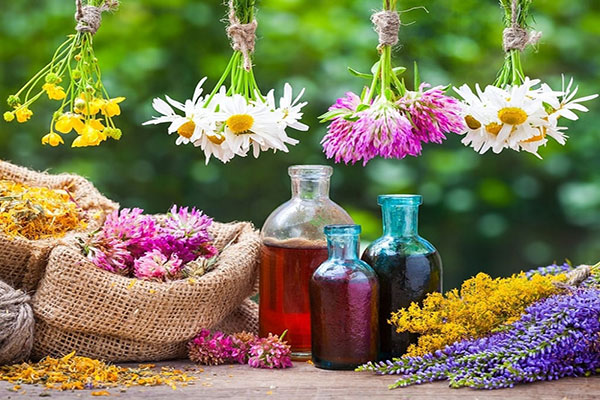 گیاهان-دارویی-1 گیاهان-دارویی-1